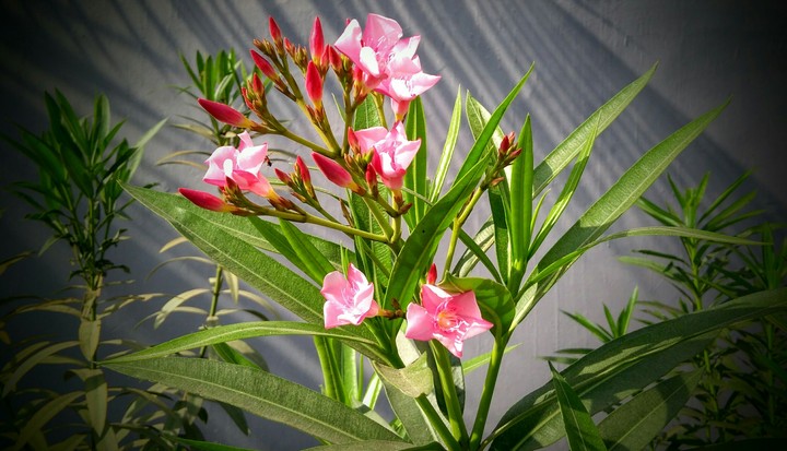 morning beauties....