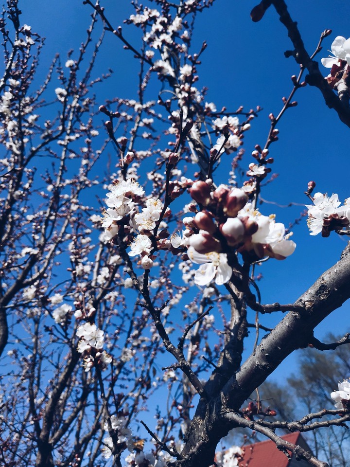 Spring tree