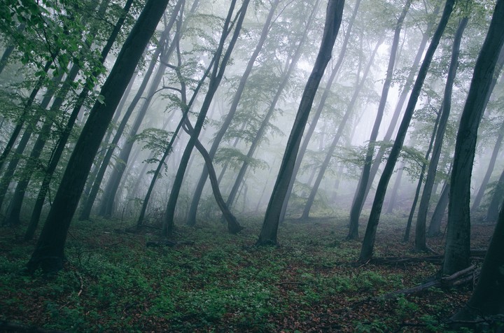 forest