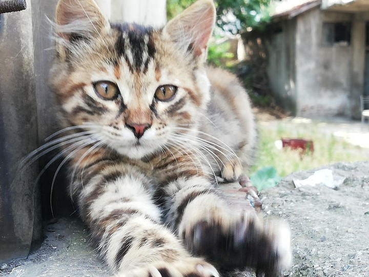 kedi