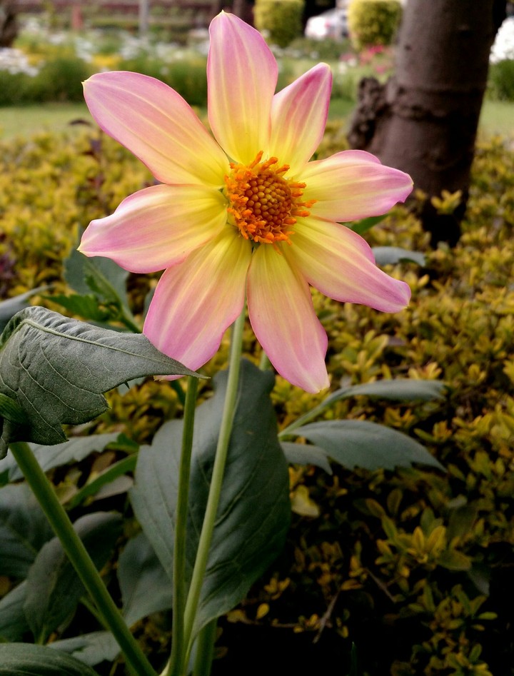 Flower Show