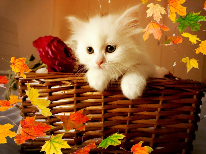 Cute Cat