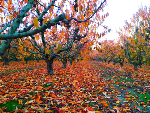 Otoño