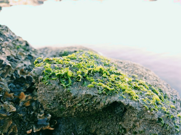 Stone With Greenery