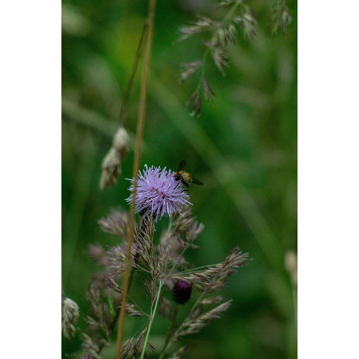 Árctium