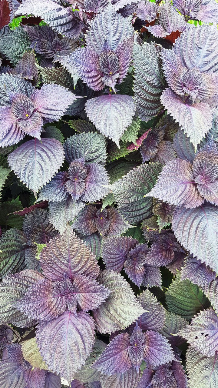 nature