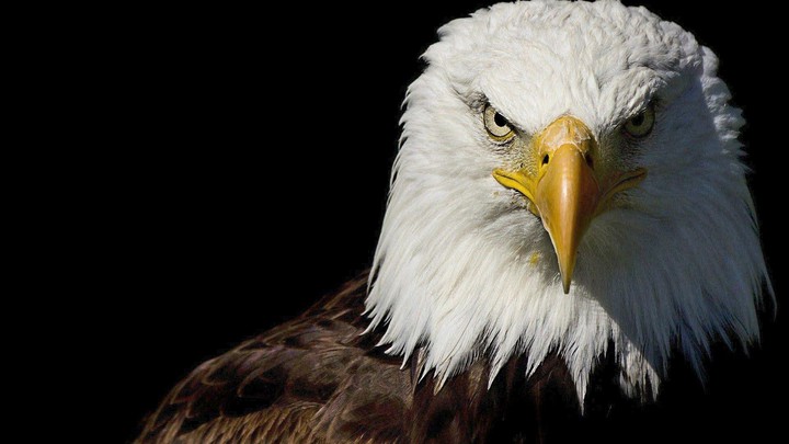 Eagle