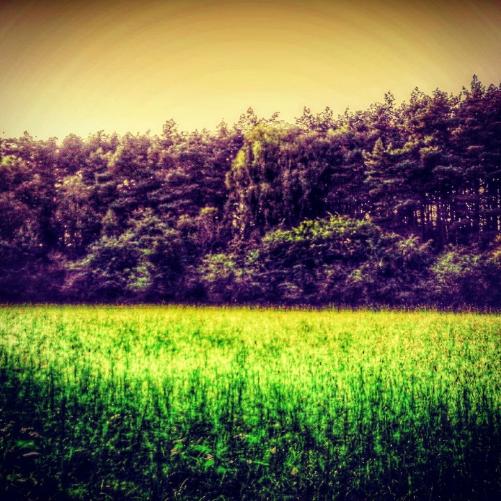 wiese