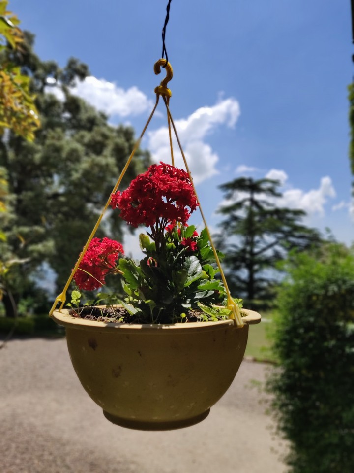 flower pot
