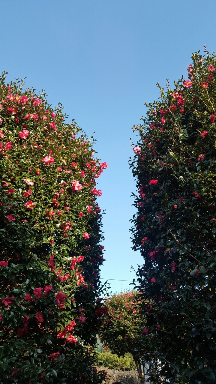 동백군락지