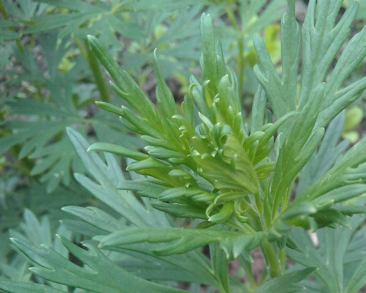 Plant