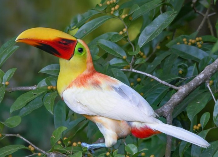 sfondi toucan, adaptation