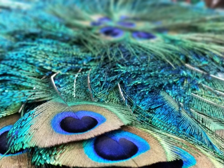 feathers