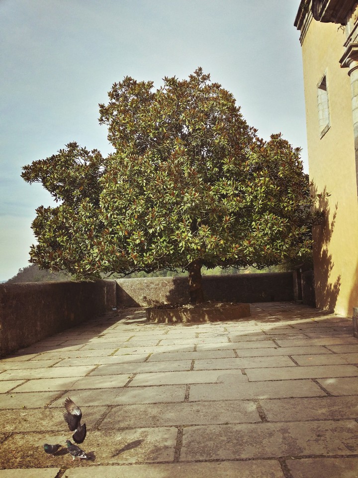 Arbol antiguo