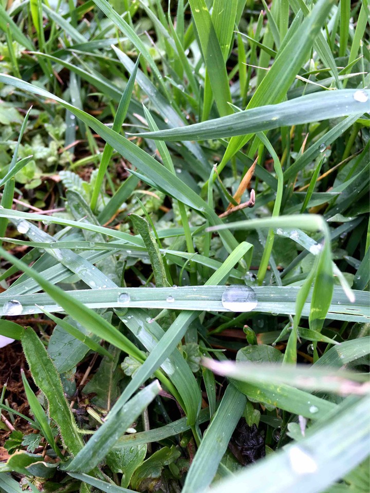 Drops
