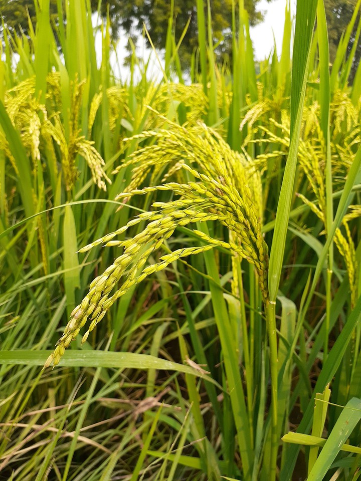green rise
