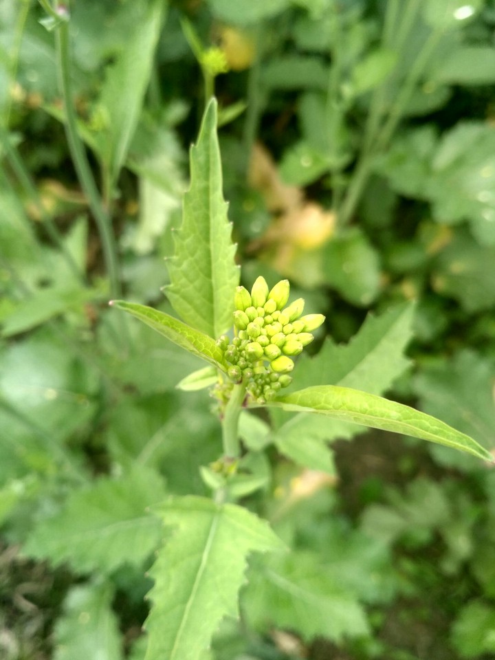 green flower