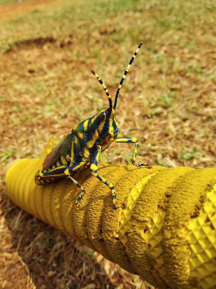 yellow fly