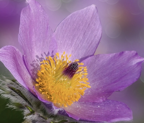 tapety Pasqueflower, Close-up