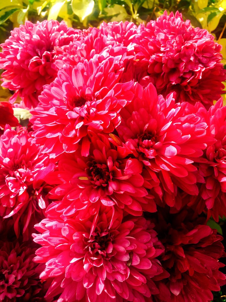 pink chrysanthemum