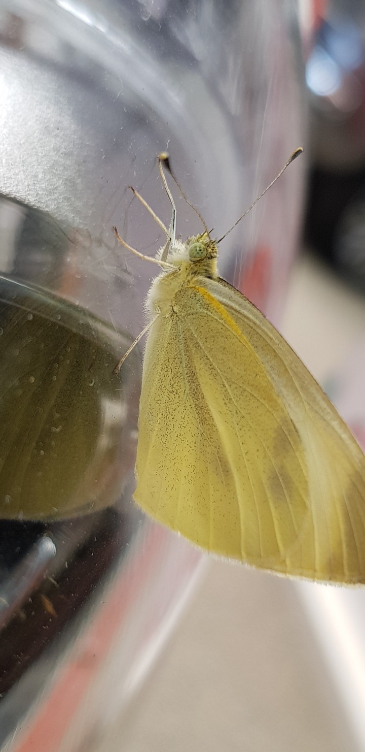 butterfly