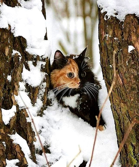 cat