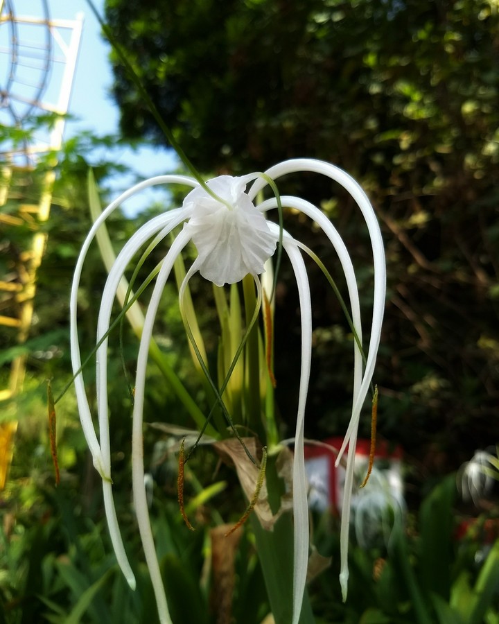 spider lily