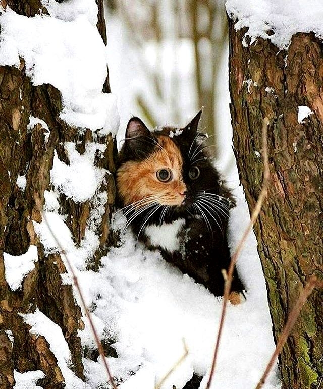 cat