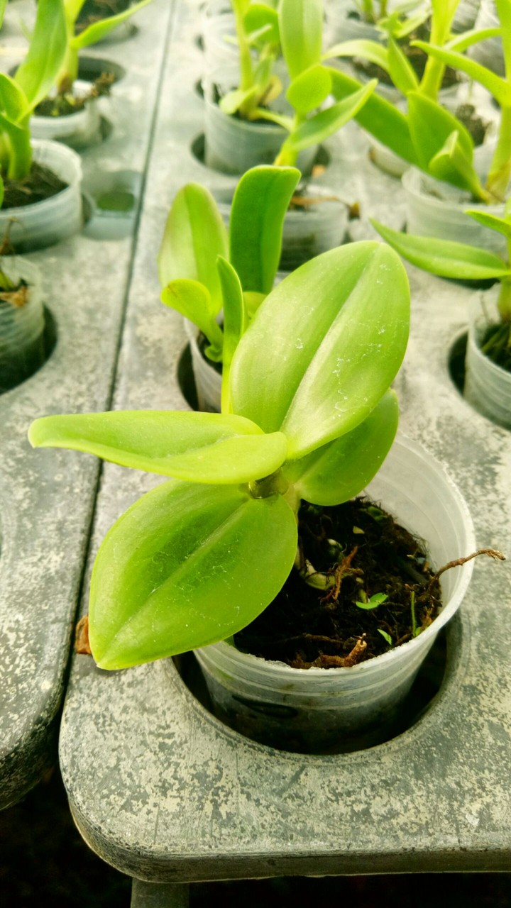 green growth
