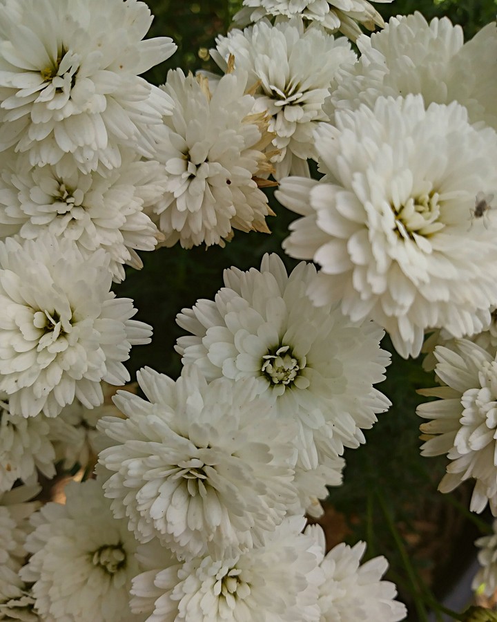 flowers