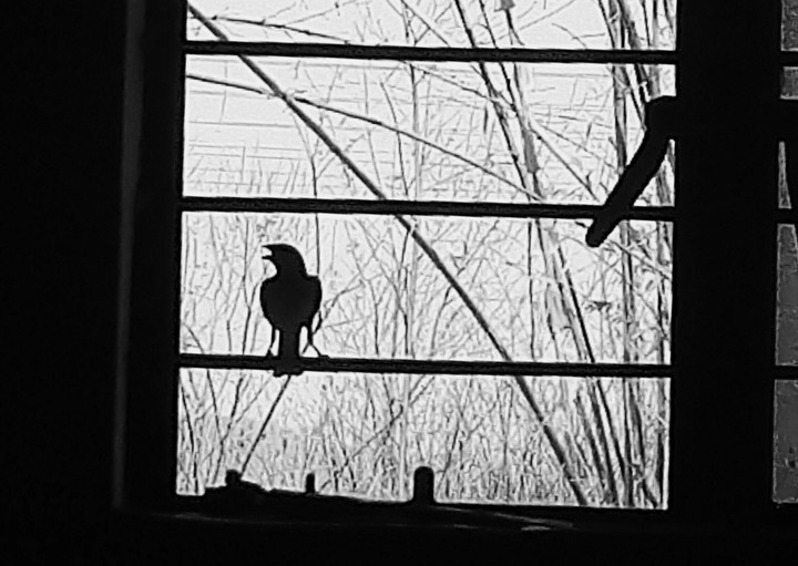 Cute bird.