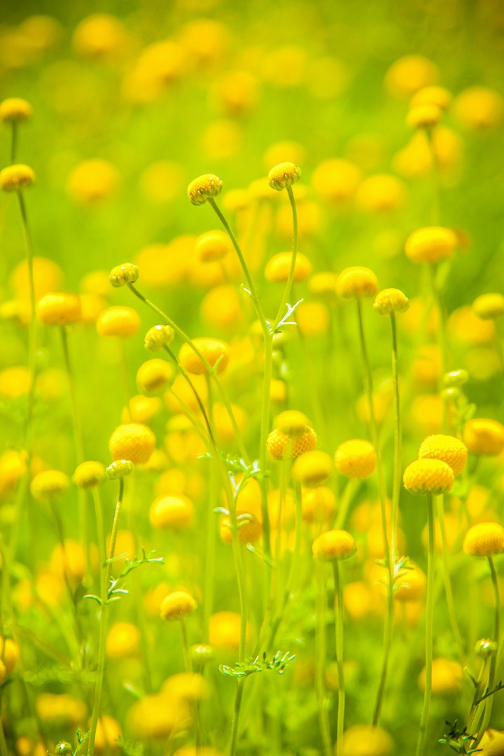 Spring Weather
