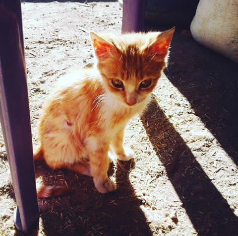 sweet cat