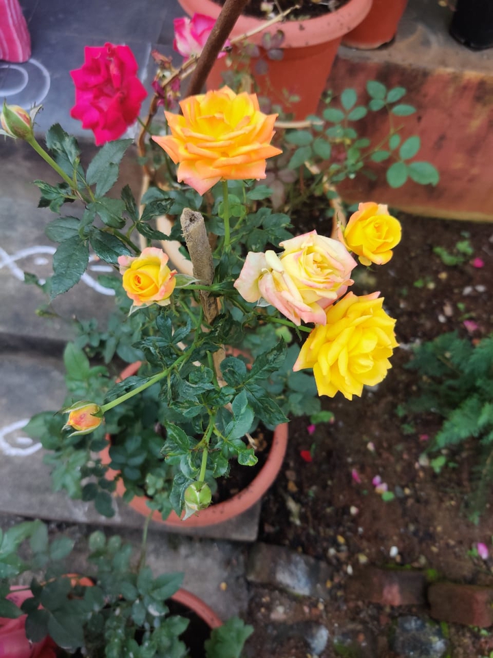 @Roses