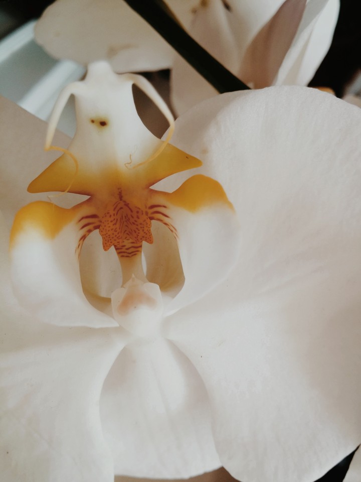 Bride flower