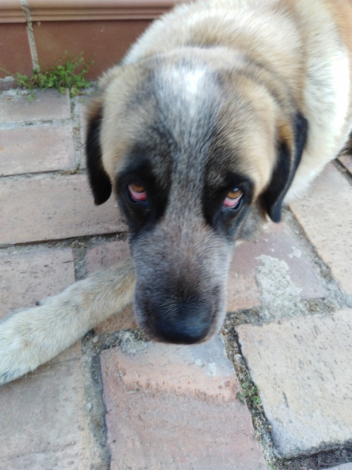 My dog