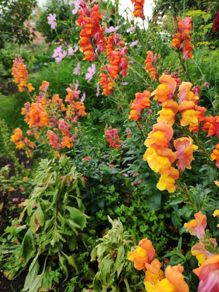 flowers