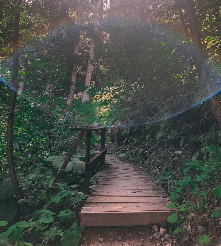 Forest trail in Krasnaya polyana, Sochi