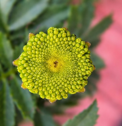 fonds d'écran Pollen, flower