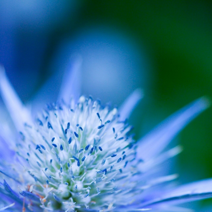 flore