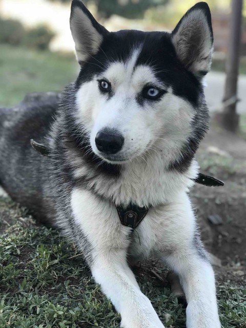 dog