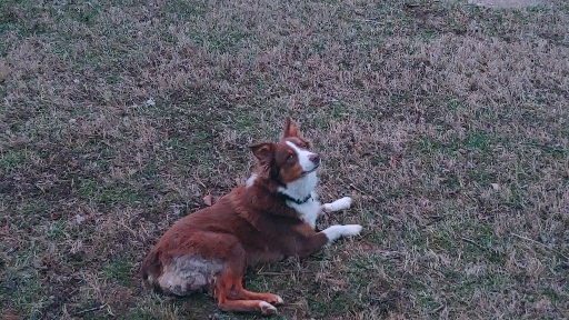Bear loves it outside