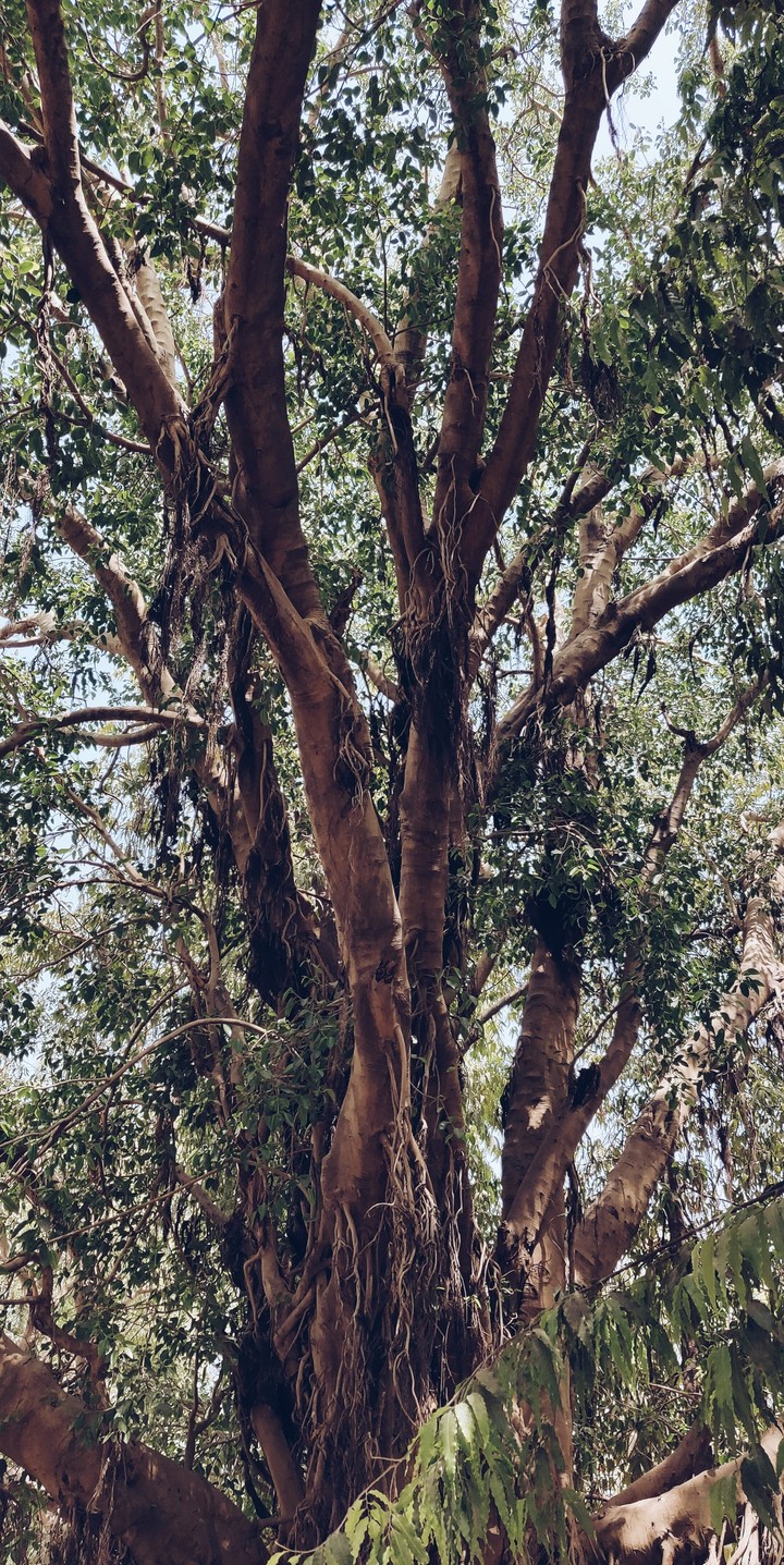 branches
