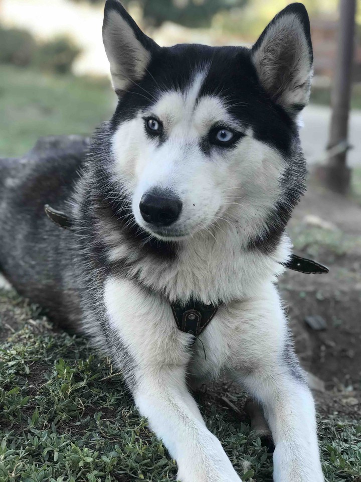 dog