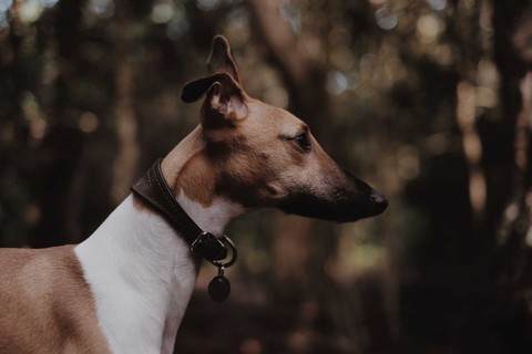 ταπετσαρίες whippet, greyhound