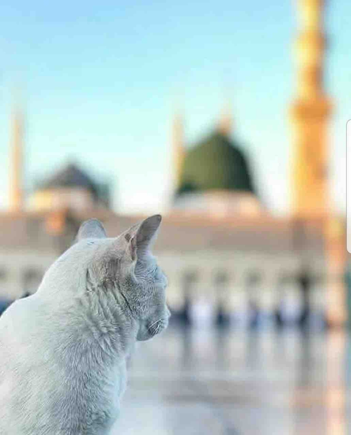 SubhanAllah.