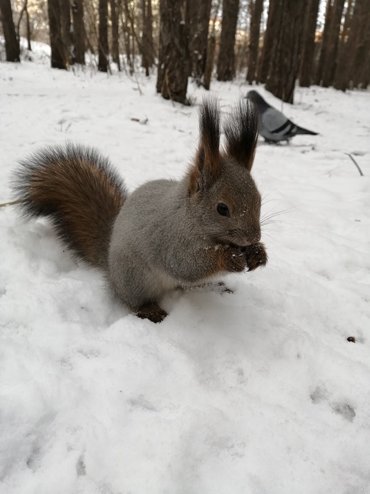 Squirrel