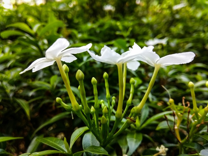 White Flower