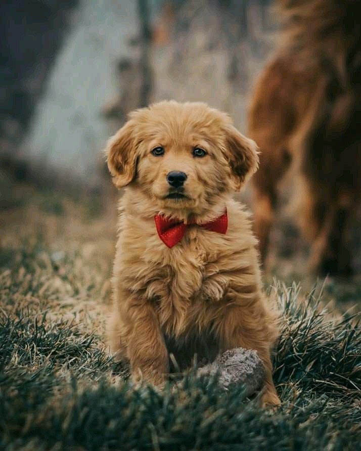 puppy