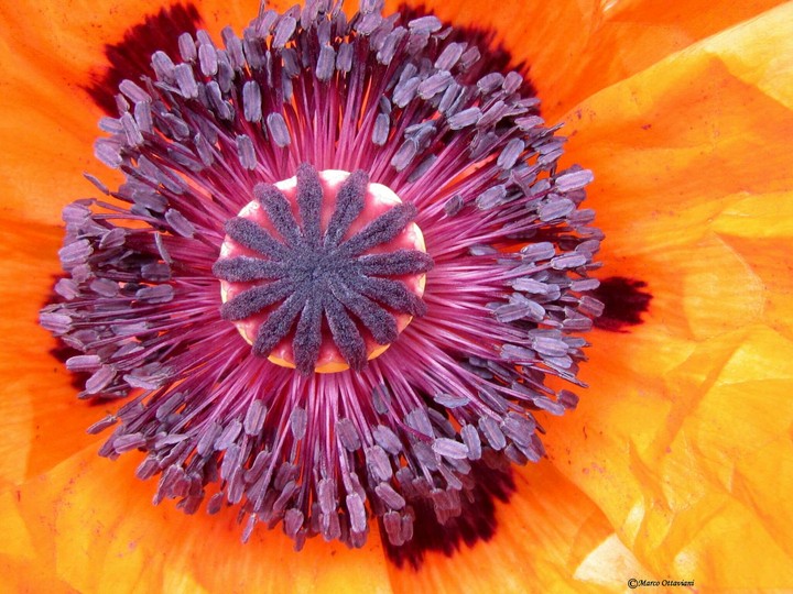 flor